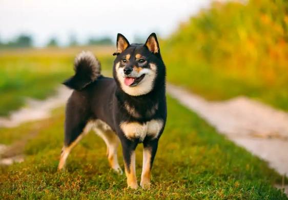 柴犬不喜歡的表現 柴犬不喜歡的表現