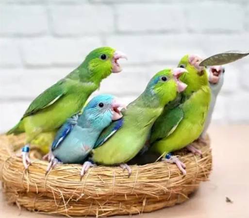 鸚鵡幼鳥疾病預防 鸚鵡幼鳥疾病預防