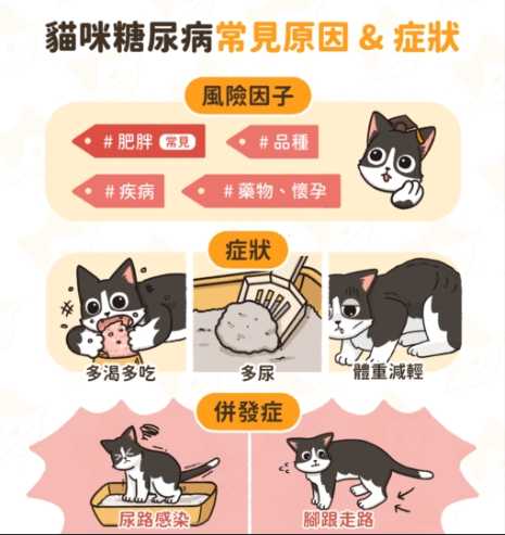 貓咪糖尿病症狀 貓咪糖尿病症狀