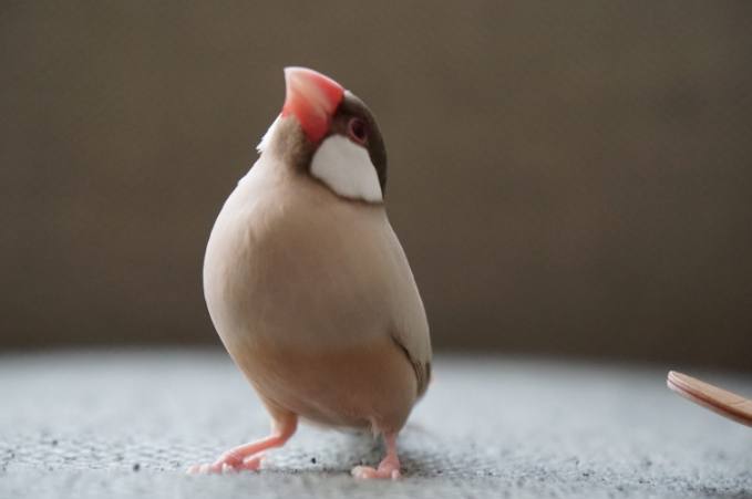 文鳥上手訓練 文鳥上手訓練
