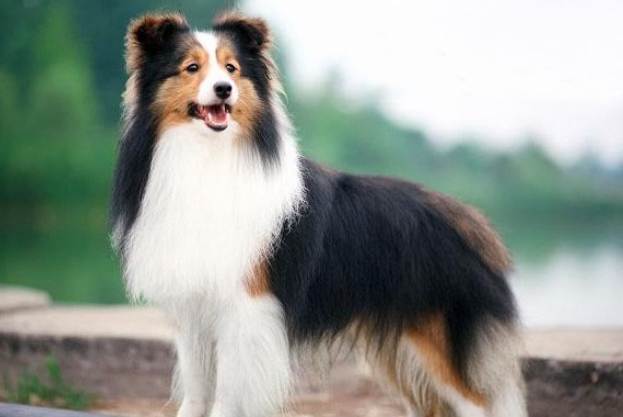 喜樂蒂犬飼養 喜樂蒂犬飼養