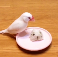 文鳥健康