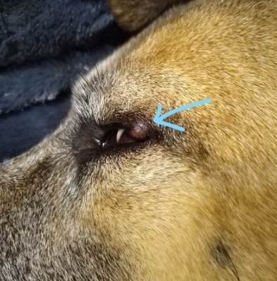 狗狗眼皮腫治療 狗狗眼皮腫治療