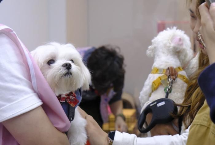 領養小型犬注意事項 領養小型犬注意事項