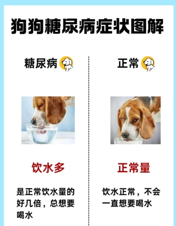 狗狗糖尿病症狀 狗狗糖尿病症狀