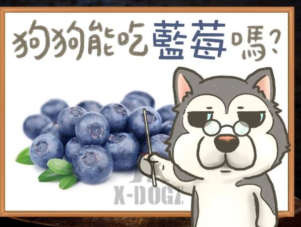 狗吃藍莓 狗吃藍莓