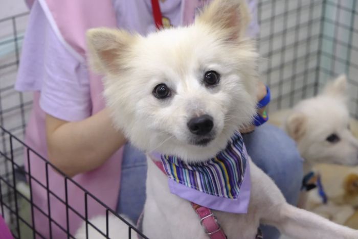 台灣小型犬領養 台灣小型犬領養