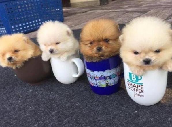 茶杯犬健康問題 茶杯犬健康問題