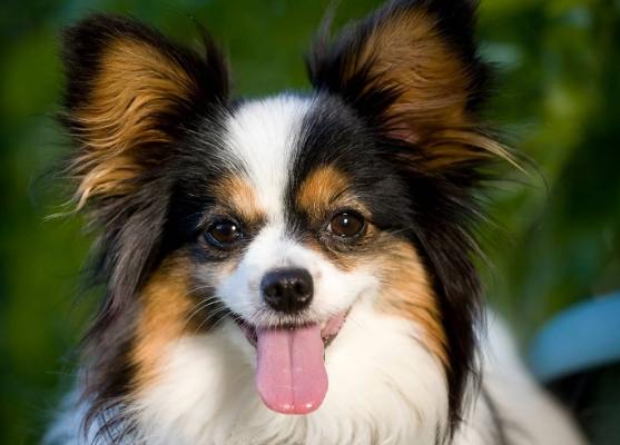 蝴蝶犬吉娃娃特徵