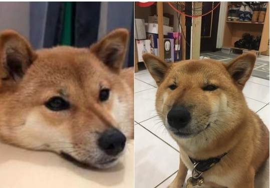 狗狗眼睛腫原因 狗狗眼睛腫原因