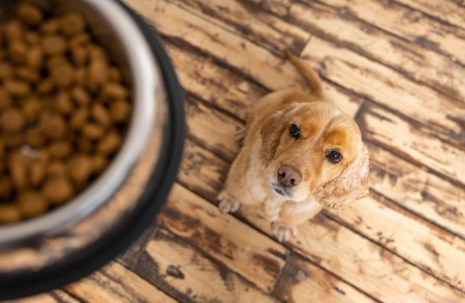 幼犬轉成犬飼料 幼犬轉成犬飼料