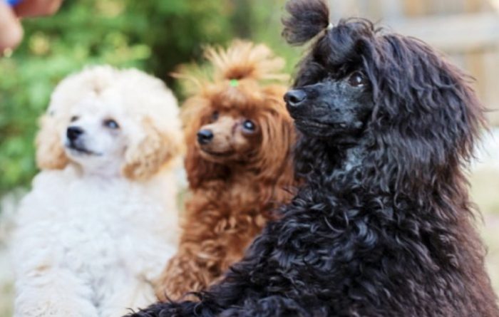 貴賓犬毛色 貴賓犬毛色