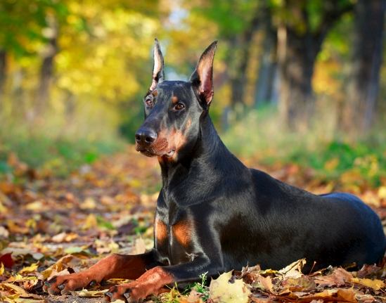 杜宾犬健康 杜宾犬健康