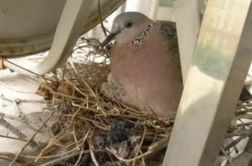 斑鳩生蛋前照顧 斑鳩生蛋前照顧