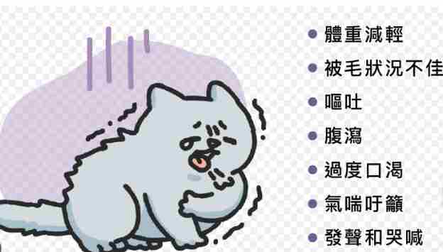 貓咪甲狀腺亢進食物 貓咪甲狀腺亢進食物