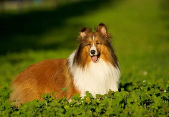 喜樂蒂牧羊犬壽命因素