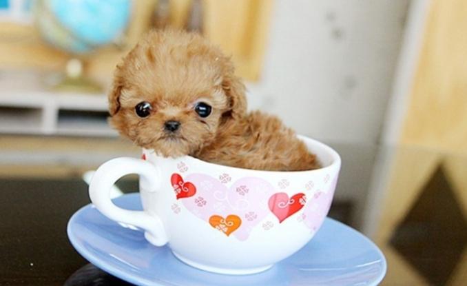 茶杯犬飼養成本