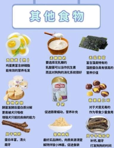 骨折狗吃什麼 骨折狗吃什麼