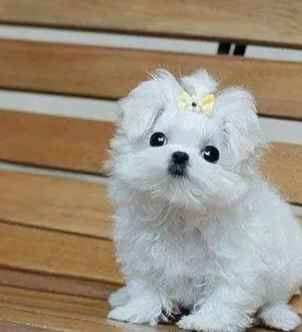 瑪爾濟斯成犬 瑪爾濟斯成犬