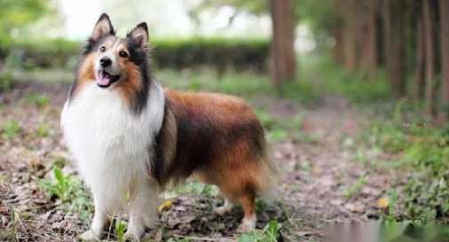 喜樂蒂牧羊犬健康