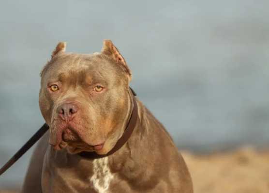 護衛犬 護衛犬