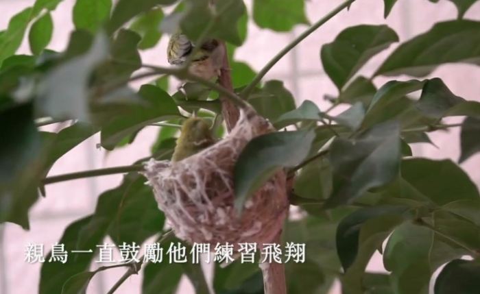 鸟类离巢过程 鸟类离巢过程
