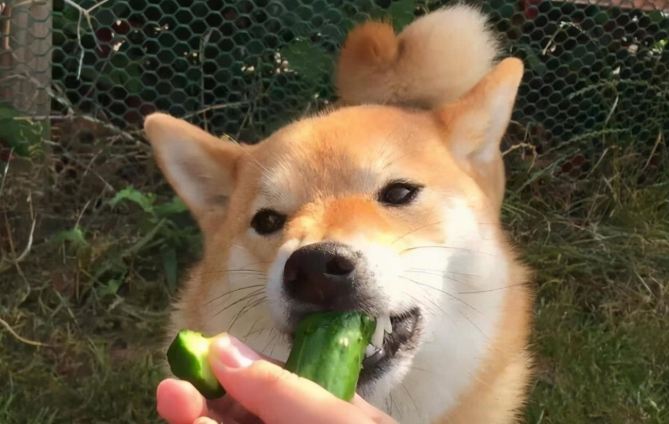 狗狗吃芋头 狗狗吃芋头