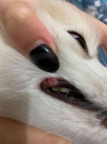 狗嘴巴紅腫原因 狗嘴巴紅腫原因