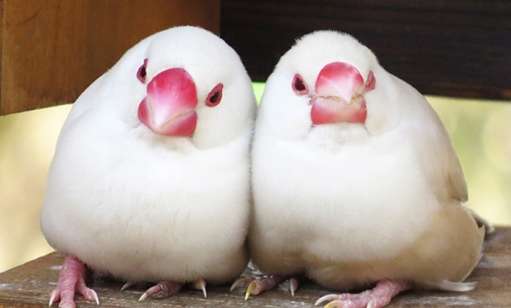 文鳥飼養