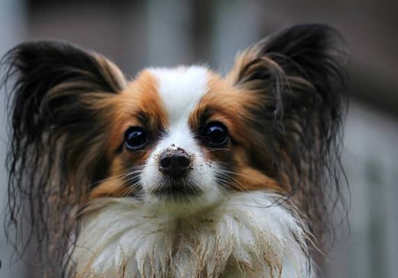 蝴蝶犬生長 蝴蝶犬生長