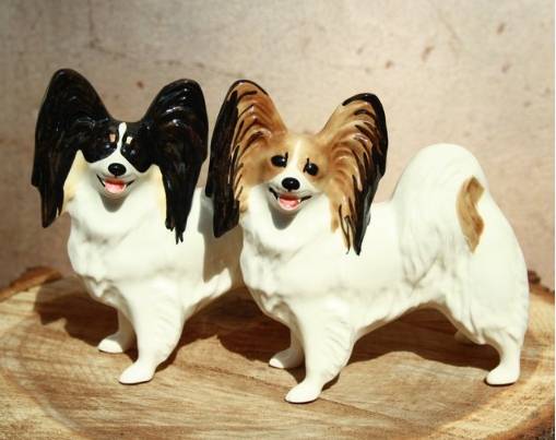 蝴蝶犬飼養問題 蝴蝶犬飼養問題
