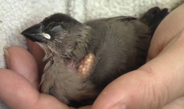 文鳥上手訓練 文鳥上手訓練