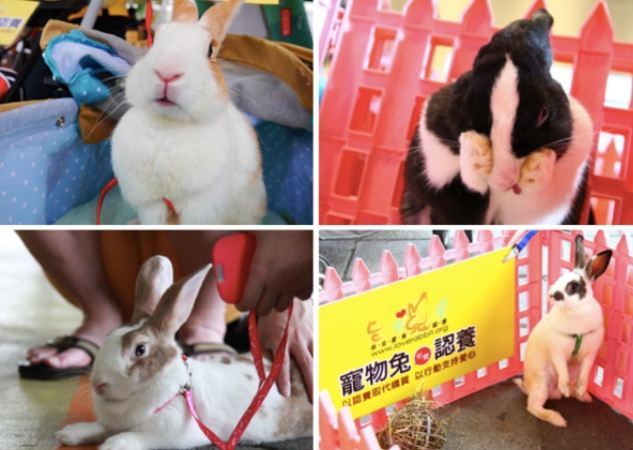貓兔飼養技巧 貓兔飼養技巧