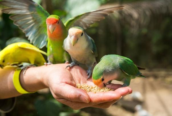鳥吃香蕉 鳥吃香蕉