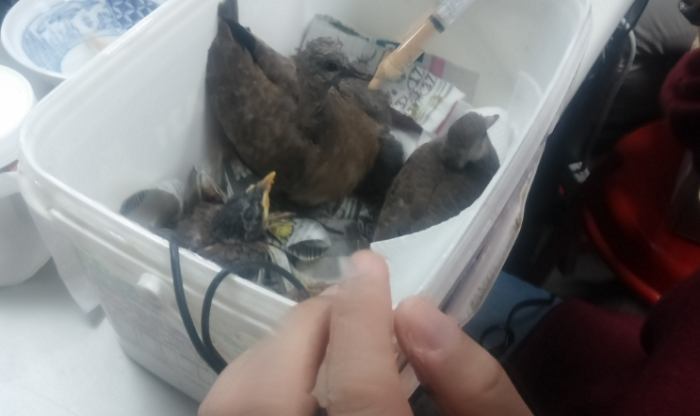 幼鳥救援方法 幼鳥救援方法
