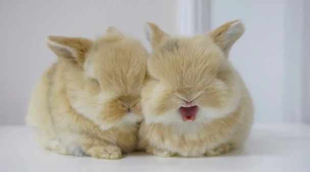 飼養兔子方法 飼養兔子方法