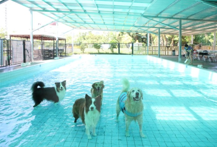 寵物游泳池桃園 寵物游泳池桃園