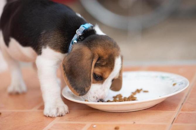狗狗吃成犬飼料時間 狗狗吃成犬飼料時間