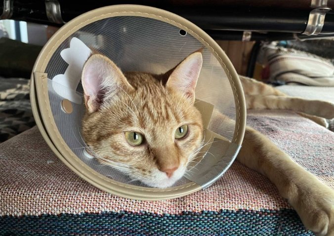 猫结紮头套戴多久