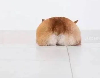 柯基斷尾