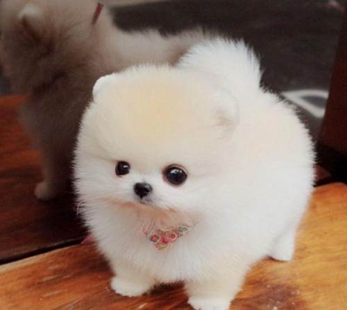 马来西亚茶杯犬多少钱 马来西亚茶杯犬多少钱