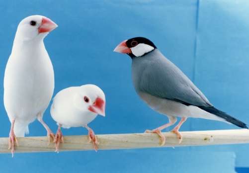白文鳥說話