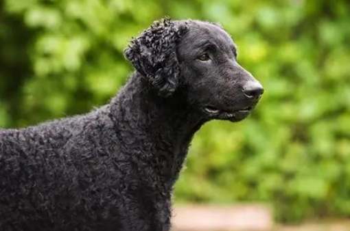 捲毛尋回犬健康 捲毛尋回犬健康