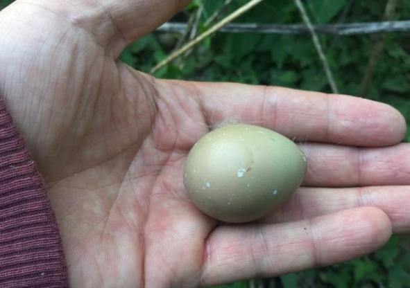 鳥蛋保存技巧 鳥蛋保存技巧