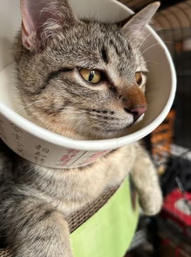 猫结紮头套戴多久