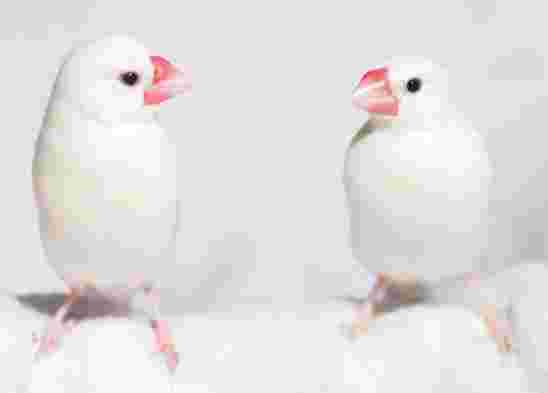 文鳥飼養