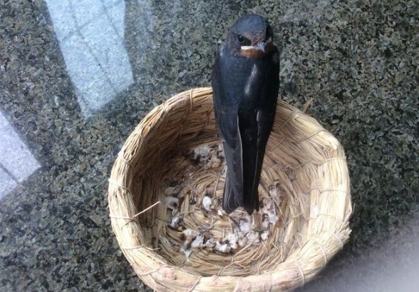 野生燕子救助
