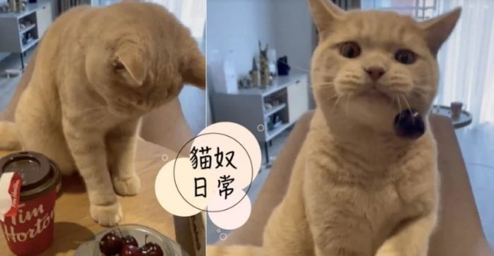 猫咪吃樱桃安全吗 猫咪吃樱桃安全吗