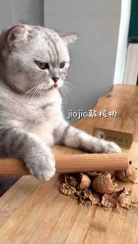 貓咪飲食禁忌
