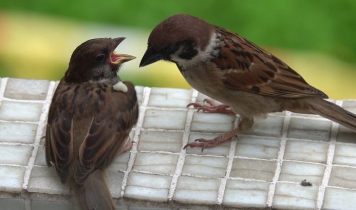 麻雀幼鳥照顧 麻雀幼鳥照顧
